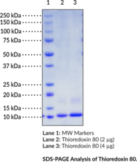 Thioredoxin 80 (human, recombinant)