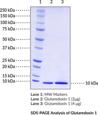 Glutaredoxin 1 (<em>E. coli</em>, recombinant)