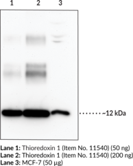 Thioredoxin 1 (mouse) Polyclonal Antibody