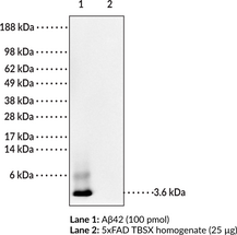 Amyloid-<wbr/>? Monoclonal Antibody (Clone 6C3, MOAB-<wbr/>2)