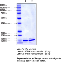 BRD4 bromodomain 1 (human, recombinant; His-<wbr/>tagged)