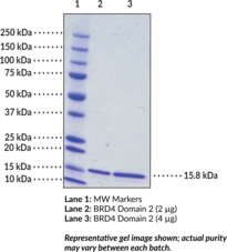 BRD4 bromodomain 2 (human, recombinant; His-<wbr/>tagged)