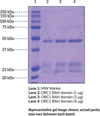 ORC1 BAH domain (human, recombinant)