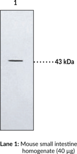 BLT<sub>2</sub> Receptor Polyclonal Antibody