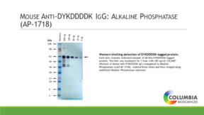 Mouse Anti-DYKDDDDK IgG:Alkaline Phosphatase