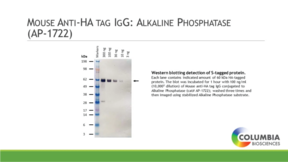 Mouse Anti-<wbr/>HA IgG: Alkaline Phosphatase