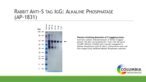 Rabbit Anti-S tag IgG:Alkaline Phosphatase