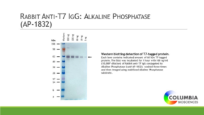 Rabbit Anti-<wbr/>T7 IgG:Alkaline Phosphatase