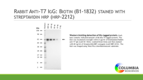 Rabbit Anti-<wbr/>T7 IgG:Biotin