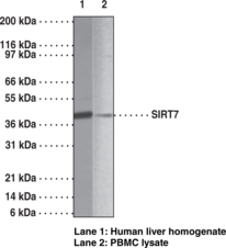 SIRT7 Polyclonal Antibody