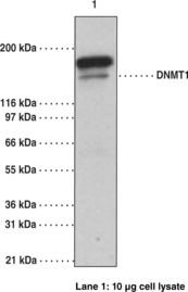 DNA Methyl<wbr>transferase 1 Monoclonal Antibody (Clone 60B1220.1)