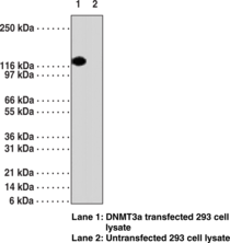 DNA Methyl<wbr>transferase 3a Monoclonal Antibody (Clone 64B814.1)