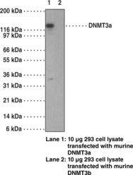 DNA Methyl<wbr>transferase 3a Monoclonal Antibody (Clone 64B1446)