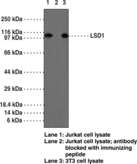 LSD1 Polyclonal Antibody (aa 450-<wbr/>500)