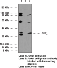 S1P<sub>4</sub> Polyclonal Antibody