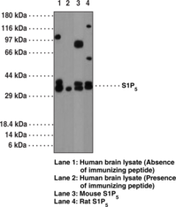 S1P<sub>5</sub> Polyclonal Antibody