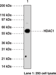 HDAC1 Polyclonal Antibody