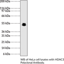 HDAC3 Polyclonal Antibody