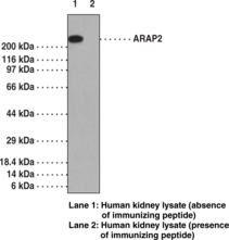 ARAP2 Polyclonal Antibody