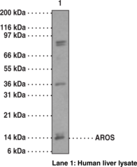 AROS Polyclonal Antibody (aa 1-<wbr/>50)