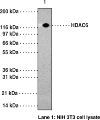 HDAC6 Polyclonal Antibody