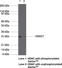 HDAC7 (Phospho-<wbr/>Ser<sup>155</sup>) Polyclonal Antibody