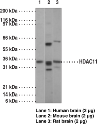 HDAC11 Polyclonal Antibody