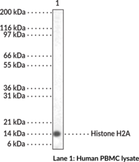 Histone H2A Polyclonal Antibody