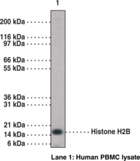 Histone H2B (C-<wbr/>Term) Polyclonal Antibody