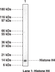 Histone H4 Polyclonal Antibody