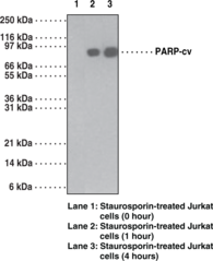 PARP (Cleaved) Monoclonal Antibody