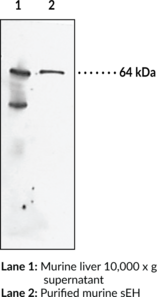 Soluble Epoxide Hydrolase (FL) Polyclonal Antibody