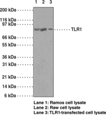 Toll-<wbr/>Like Receptor 1 Polyclonal Antibody