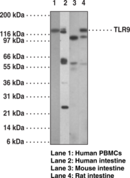 Toll-<wbr/>Like Receptor 9 Monoclonal Antibody (Clone 26C593.2)