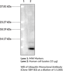 Ubiquitin Monoclonal Antibody (Clone 5B9-<wbr/>B3)