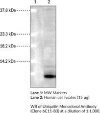 Ubiquitin Monoclonal Antibody (Clone 6C11-<wbr/>B3)