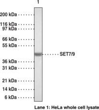 SET7/9 Polyclonal Antibody