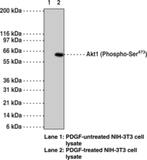 Akt1 (Phospho-<wbr/>Ser<sup>473</sup>) Monoclonal Antibody (Clone 104A282)