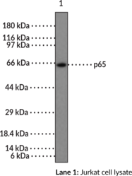 NF-<wbr/>?B (p65) NLS Polyclonal Antibody