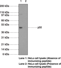 NF-<wbr/>?B (p50) Monoclonal Antibody (Clone 2J10D7)