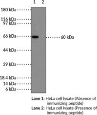 NF-<wbr/>?B (p65) Polyclonal Antibody (aa 2-<wbr/>17)