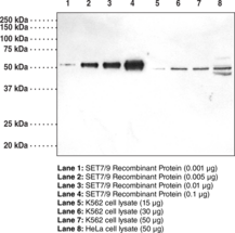 SET7/9 (FL) Polyclonal Antibody