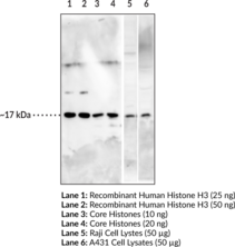 Histone H3 Polyclonal Antibody