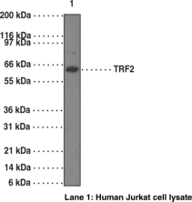 TRF2 Monoclonal Antibody (Clone 4A794.15)