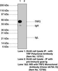 TRF2 Polyclonal Antibody