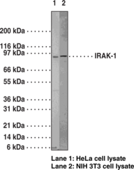 IRAK-<wbr/>1 Polyclonal Antibody