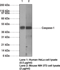 Caspase-<wbr/>1 Monoclonal Antibody (Clone 14F468)