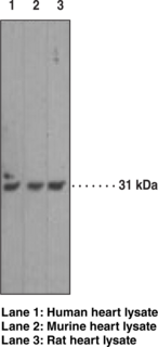 Caspase-<wbr/>3 Monoclonal Antibody (Clone 31A1067)