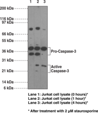 Caspase-<wbr/>3 Monoclonal Antibody (Clone 31A893)