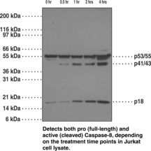 Caspase-<wbr/>8 Monoclonal Antibody (Clone 90A992)